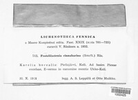 Image of Protoblastenia cinnabarina